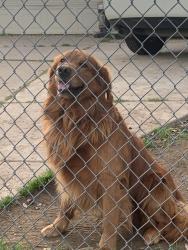 Lost Male Dog last seen 39th Ave and Mendocino Blvd, Sacramento, CA 95824