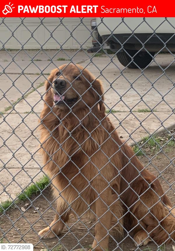 Lost Male Dog last seen 39th Ave and Mendocino Blvd, Sacramento, CA 95824