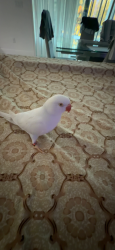 Lost Male Bird last seen Directly in front of 13163 Bromborough Dr, Orlando, Fl 32832 on a small tree, Orlando, FL 32832