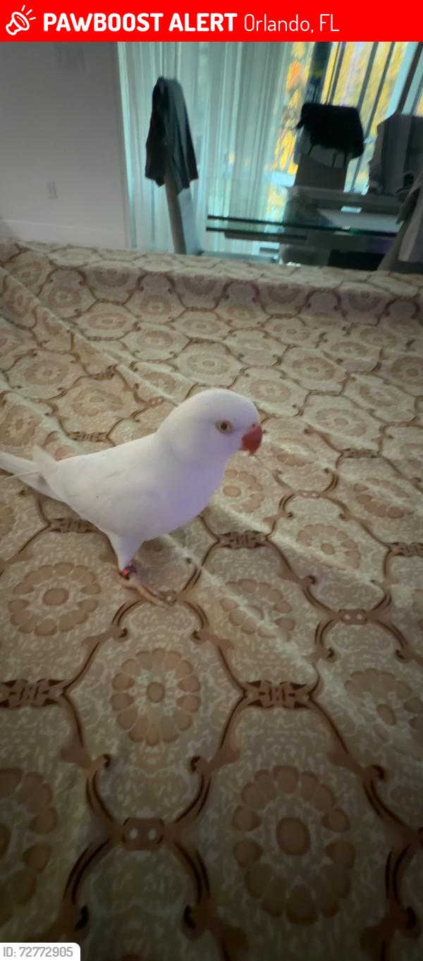 Lost Male Bird last seen Directly in front of 13163 Bromborough Dr, Orlando, Fl 32832 on a small tree, Orlando, FL 32832