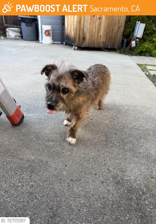Found/Stray Unknown Dog last seen Red river court , Sacramento, CA 95831