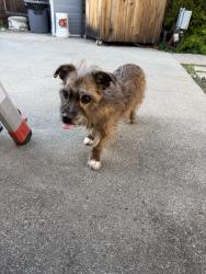 Found/Stray Unknown Dog last seen Red river court , Sacramento, CA 95831