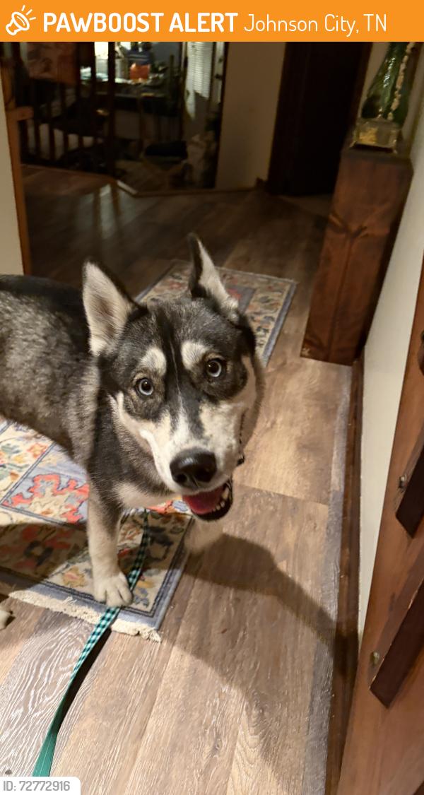 Found/Stray Female Dog last seen Beechnut and Lyndall, by Colonial Hill Retirement Center, Johnson City, TN 37601