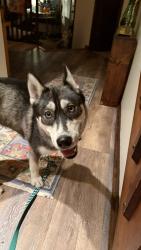 Found/Stray Female Dog last seen Beechnut and Lyndall, by Colonial Hill Retirement Center, Johnson City, TN 37601