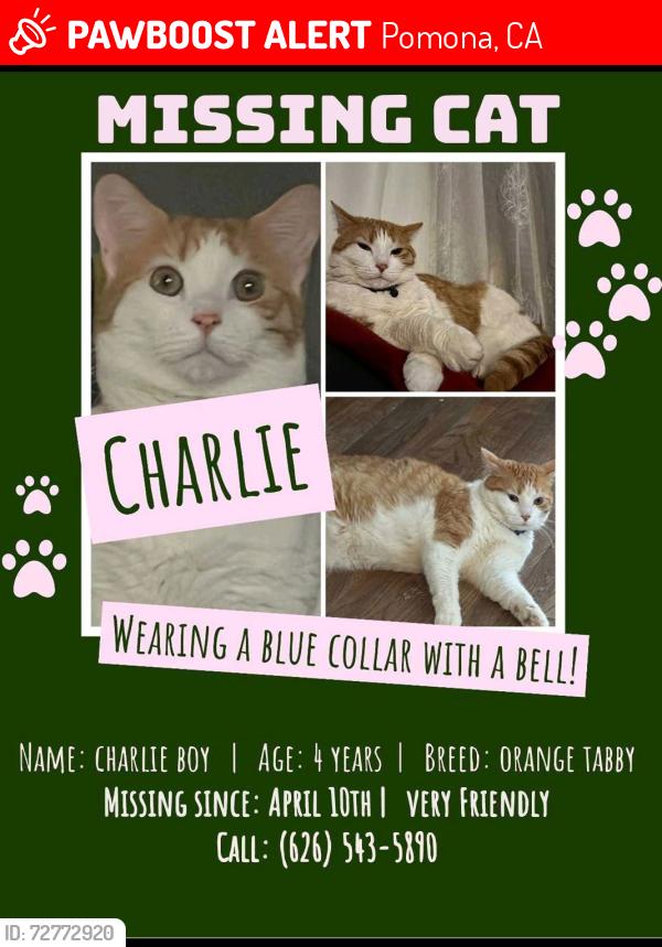 Lost Male Cat last seen San Bernardino Ave & Shirley Pl, Pomona, CA 91767