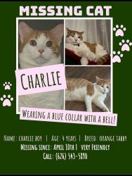 Lost Male Cat last seen San Bernardino Ave & Shirley Pl, Pomona, CA 91767