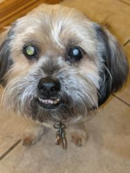 Lost Female Dog last seen Ridge and Nebraska , San Juan, TX 78589