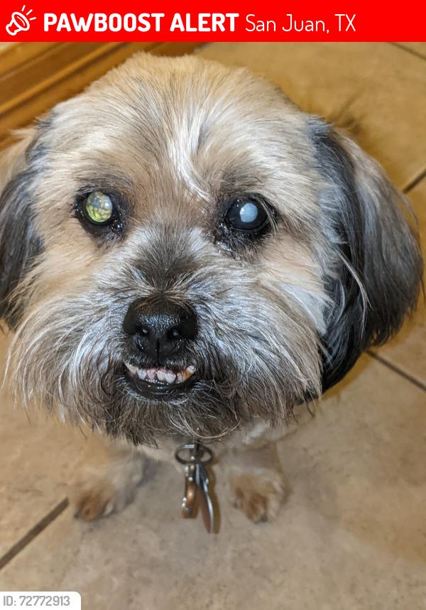 Lost Female Dog last seen Ridge and Nebraska , San Juan, TX 78589