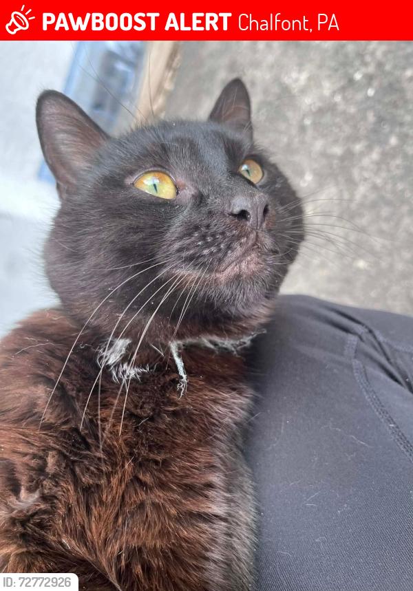 Lost Male Cat last seen Upper Stump Rd, Chalfont, PA 18914