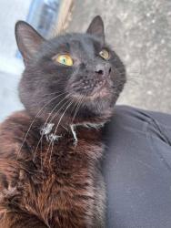 Lost Male Cat last seen Upper Stump Rd, Chalfont, PA 18914