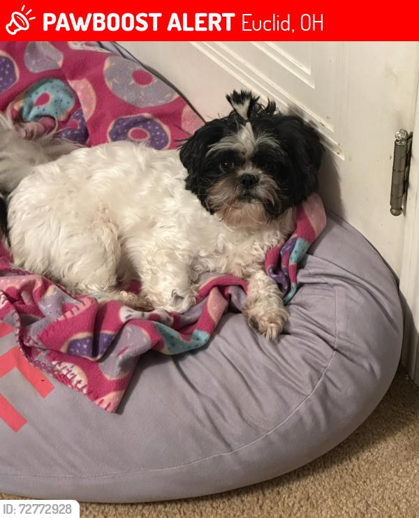 Lost Female Dog last seen Fox ave , Euclid, OH 44123