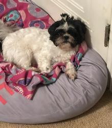 Lost Female Dog last seen Fox ave , Euclid, OH 44123