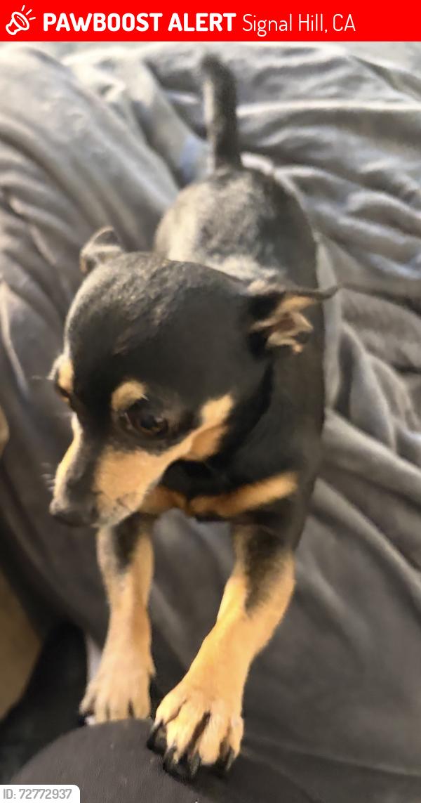Lost Male Dog last seen Hill and orange , Signal Hill, CA 90755