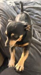 Lost Male Dog last seen Hill and orange , Signal Hill, CA 90755