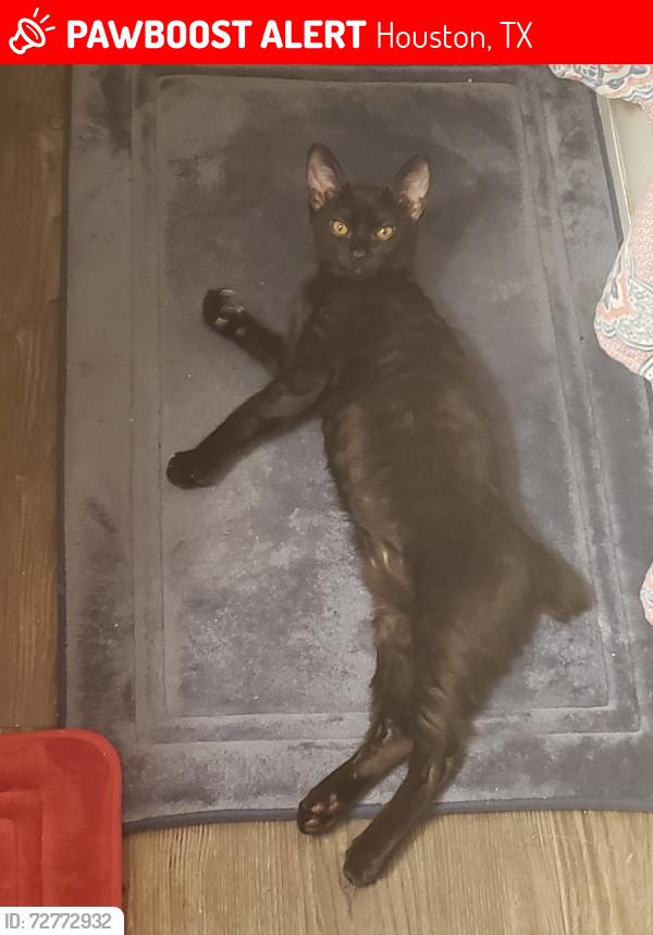 Lost Male Cat last seen Gas station,food town Gracie square,lakeside apmts , Houston, TX 77042