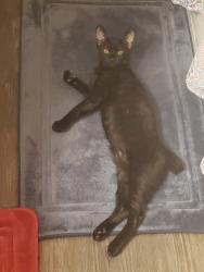 Lost Male Cat last seen Gas station,food town Gracie square,lakeside apmts , Houston, TX 77042