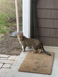 Found/Stray Female Cat last seen Bow NH, Bow, NH 03304