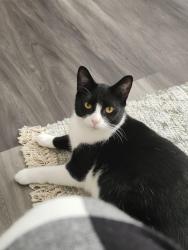 Lost Male Cat last seen Edgeford park, Harris road, Wake Forest, NC 27587