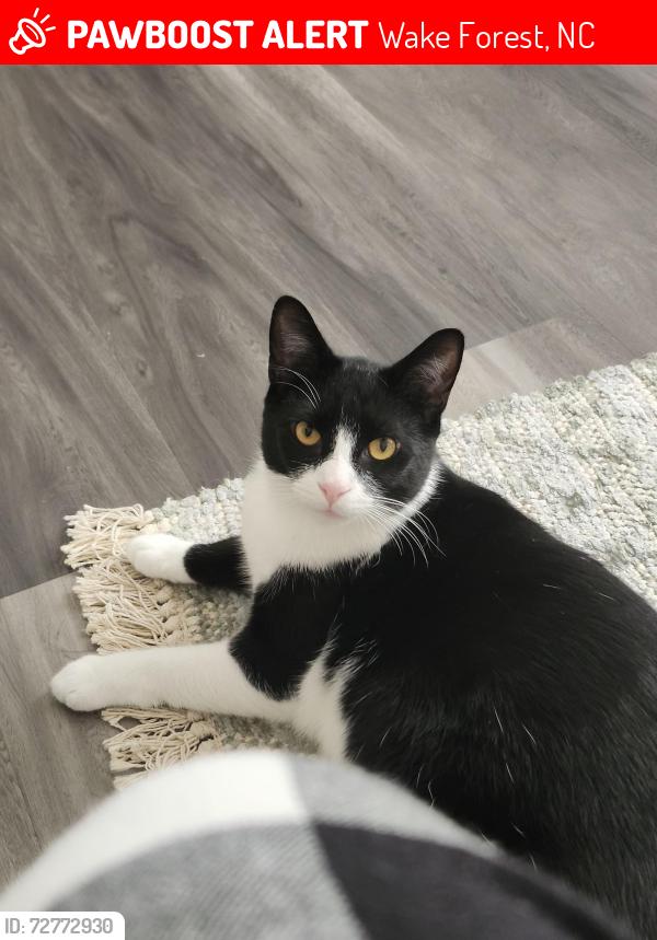 Lost Male Cat last seen Edgeford park, Harris road, Wake Forest, NC 27587