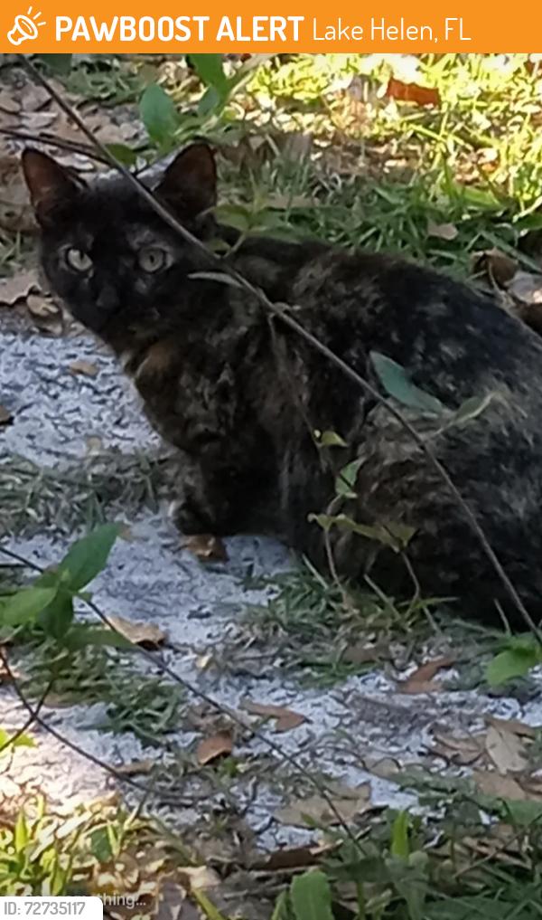 Found/Stray Female Cat last seen North High Street and West New York Avenue, Lake Helen, FL 32744