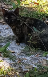 Found/Stray Female Cat last seen North High Street and West New York Avenue , Lake Helen, FL 32744