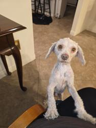 Found/Stray Male Dog last seen 24th Street, Los Angeles, CA 90058