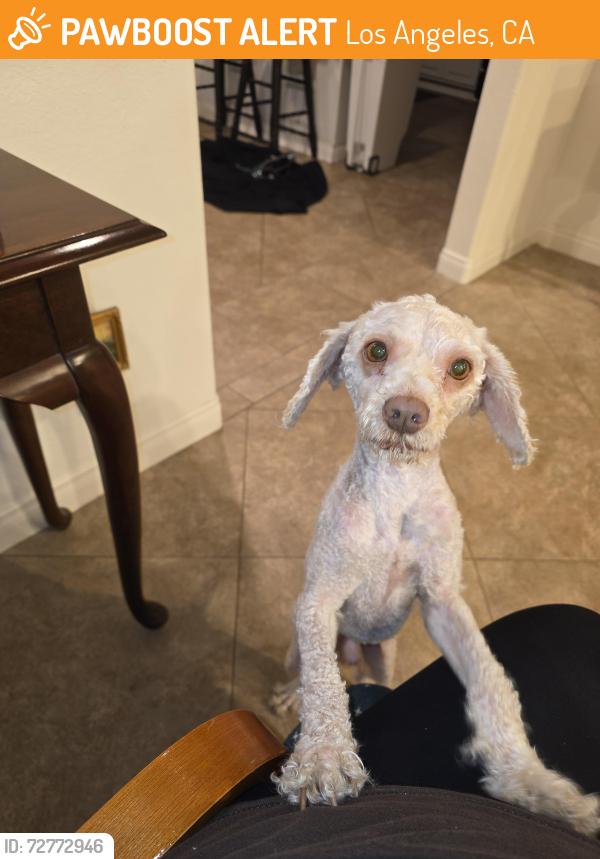 Found/Stray Male Dog last seen 24th Street, Los Angeles, CA 90058