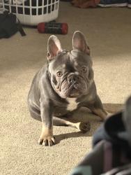 Lost Male Dog last seen Gresham , Los Angeles, CA 91304