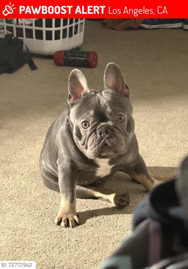 Lost Male Dog last seen Gresham , Los Angeles, CA 91304