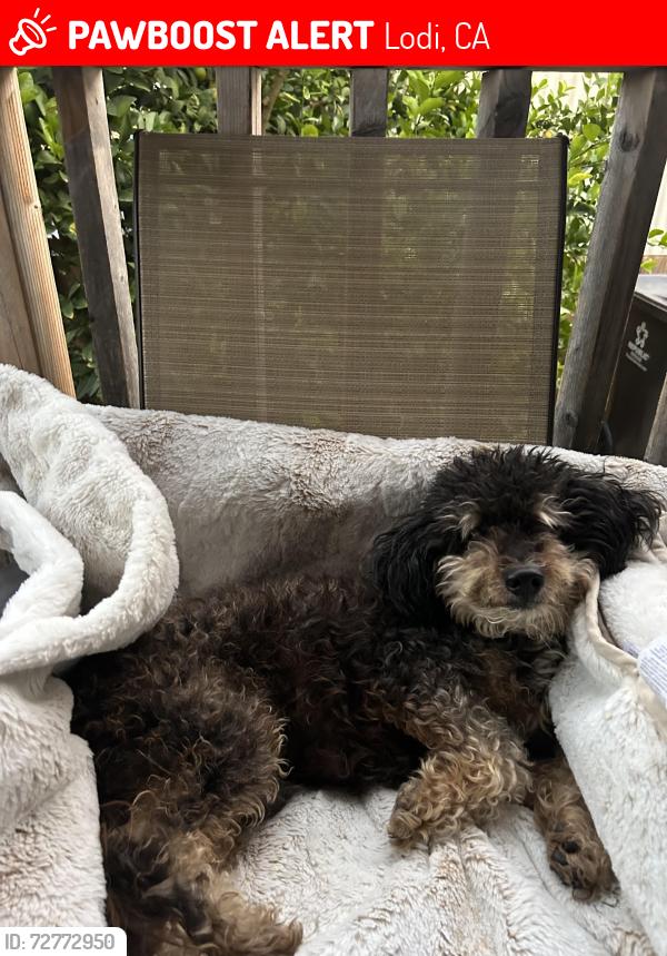 Lost Male Dog last seen Micke Grove Park , Lodi, CA 95240