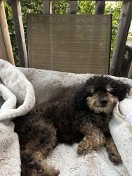 Lost Male Dog last seen Micke Grove Park , Lodi, CA 95240
