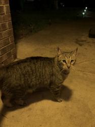 Found/Stray Unknown Cat last seen Brandywine Cir, near Mockingbird Ln, Denton, TX 76209