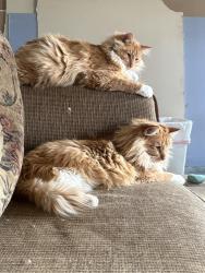 Lost Male Cat last seen KK and Old Alexzander , Troy, MO 63379