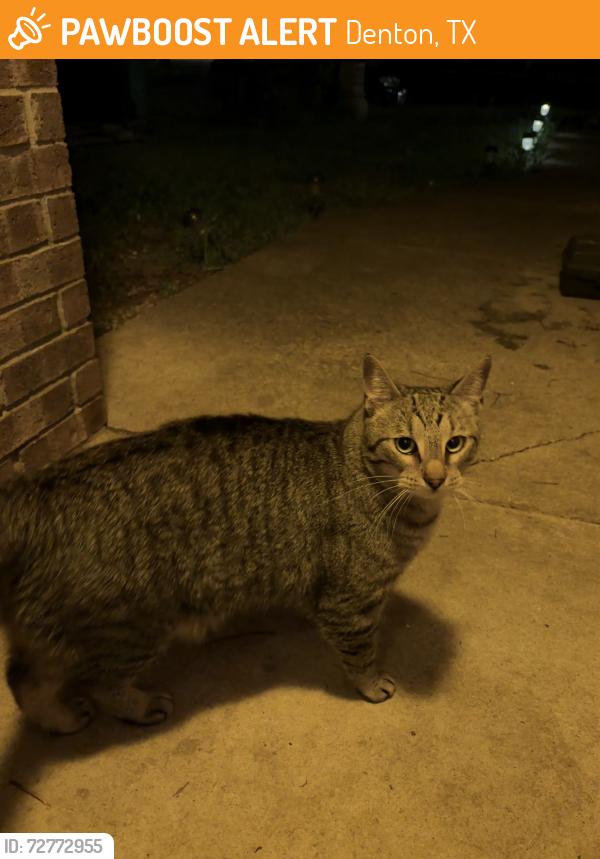Found/Stray Unknown Cat last seen Brandywine Cir, near Mockingbird Ln, Denton, TX 76209