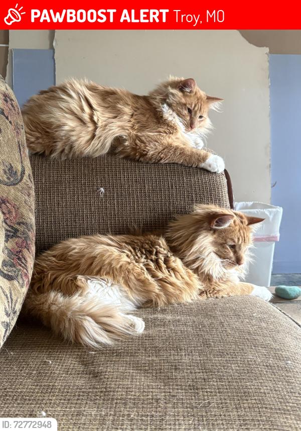 Lost Male Cat last seen KK and Old Alexzander , Troy, MO 63379