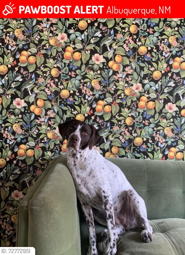Lost Female Dog last seen Dellyne and Unser , Albuquerque, NM 87120