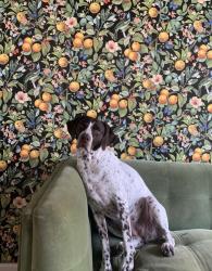 Lost Female Dog last seen Dellyne and Unser , Albuquerque, NM 87120