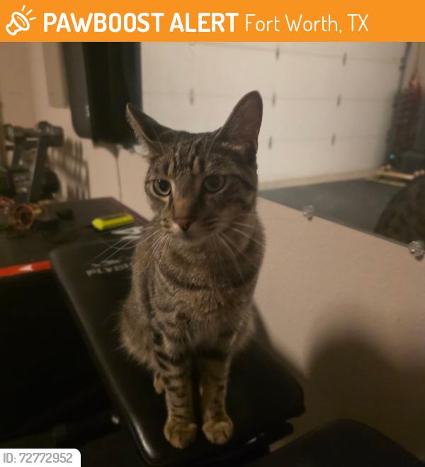 Found/Stray Unknown Cat last seen Union Lake Drive & Union Lake Court, Fort Worth, TX 76137