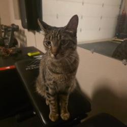 Found/Stray Unknown Cat last seen Union Lake Drive & Union Lake Court, Fort Worth, TX 76137