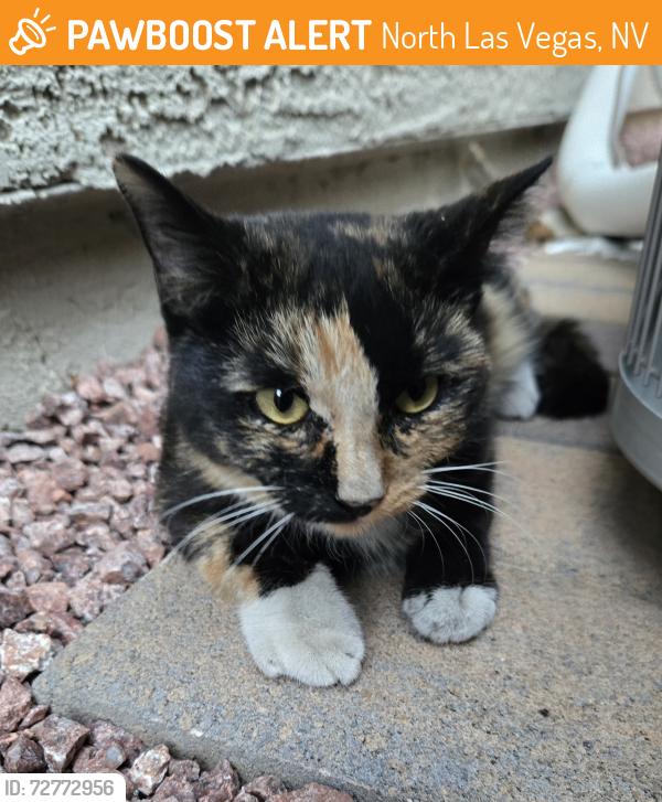 Found/Stray Unknown Cat last seen Elkhorn and Aviary, North Las Vegas, NV 89084