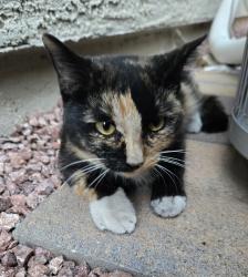 Found/Stray Unknown Cat last seen Elkhorn and Aviary, North Las Vegas, NV 89084