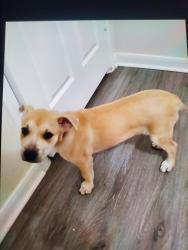 Found/Stray Female Dog last seen Crenshaw Park , Pasadena, TX 77505