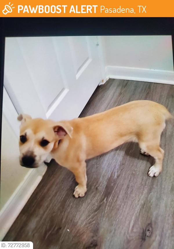 Found/Stray Female Dog last seen Crenshaw Park , Pasadena, TX 77505