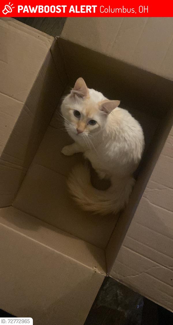 Lost Male Cat last seen Oakley and Wayne, Columbus, OH 43204