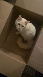 Lost Male Cat last seen Oakley and Wayne, Columbus, OH 43204