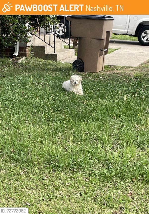 Found/Stray Unknown Dog last seen Murphywood Crossing & Asheford Trace, Nashville, TN 37013
