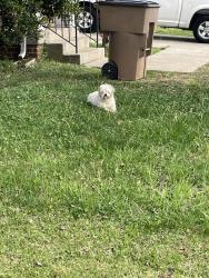 Found/Stray Unknown Dog last seen Murphywood Crossing & Asheford Trace, Nashville, TN 37013