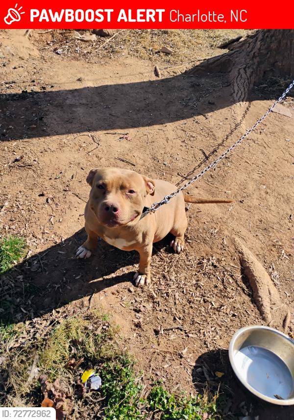 Lost Male Dog last seen Joyce st, and kildare dr , Charlotte, NC 28215
