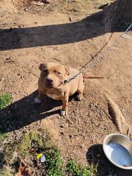 Lost Male Dog last seen Joyce st, and kildare dr , Charlotte, NC 28215