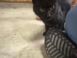 Found/Stray Female Cat last seen Ne going and ne cully st, Portland, OR 97218